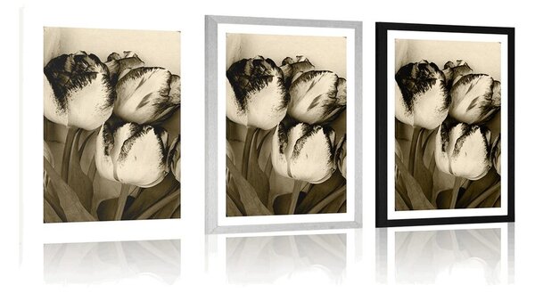 Poster cu passepartout lalele de primăvară în design sepia