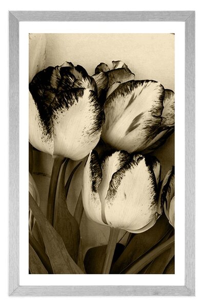 Poster cu passepartout lalele de primăvară în design sepia