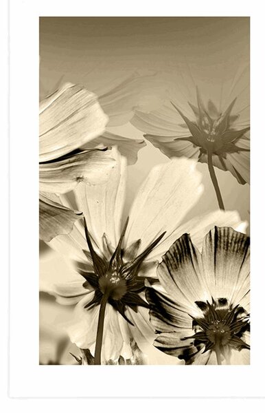 Poster cu passepartout flori de grădină în design sepia