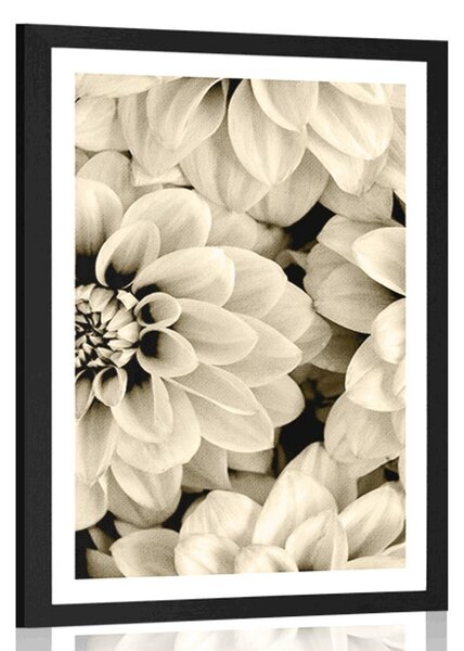 Poster cu passepartout flori de dalia în design sepia