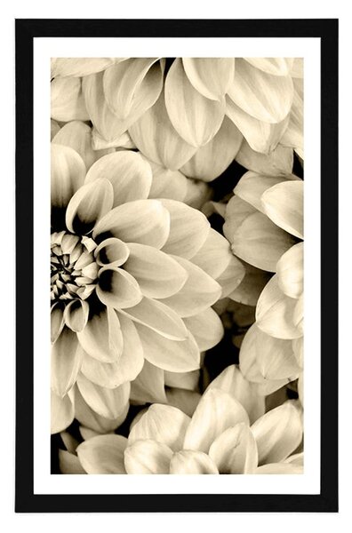 Poster cu passepartout flori de dalia în design sepia