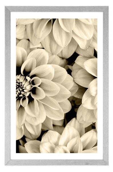 Poster cu passepartout flori de dalia în design sepia