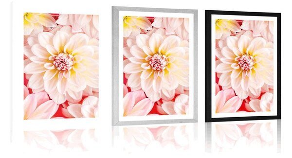 Poster cu passepartout flori de dalia pastelate