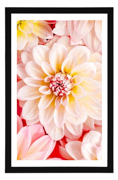 Poster cu passepartout flori de dalia pastelate
