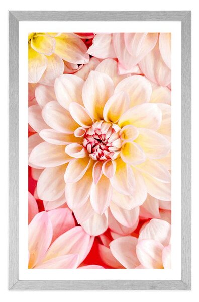 Poster cu passepartout flori de dalia pastelate