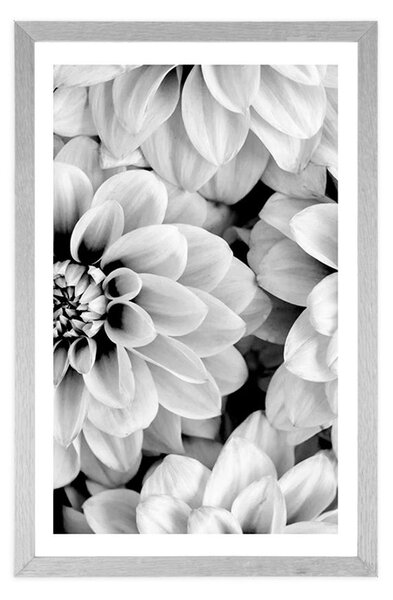 Poster cu passepartout flori de dalia în design alb-negru