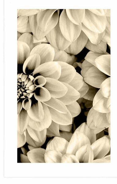 Poster cu passepartout flori de dalia în design sepia