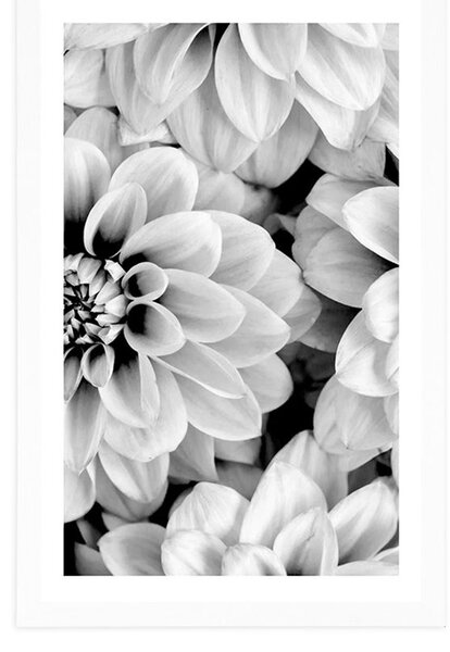Poster cu passepartout flori de dalia în design alb-negru