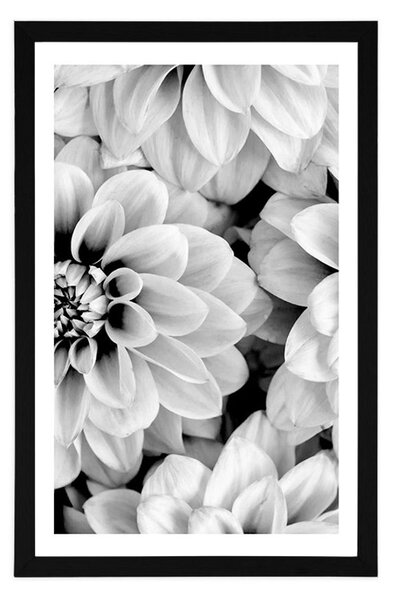 Poster cu passepartout flori de dalia în design alb-negru