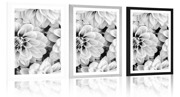 Poster cu passepartout flori de dalia în design alb-negru