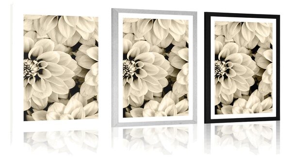 Poster cu passepartout flori de dalia în design sepia