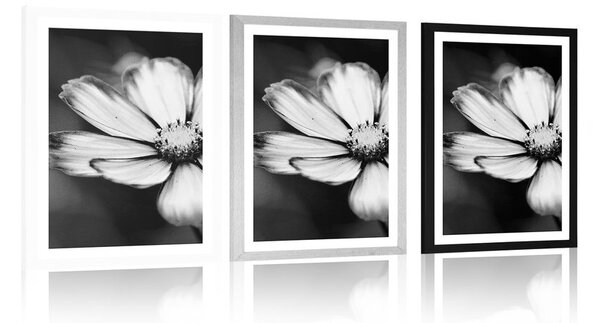 Poster cu passepartout floare mărăriță de grădină în design alb-negru