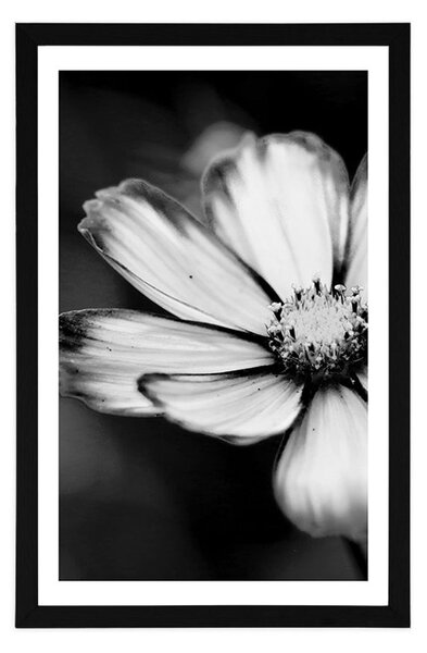 Poster cu passepartout floare mărăriță de grădină în design alb-negru