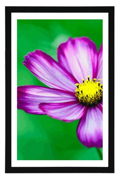 Poster cu passepartout floare mărăriță de grădină