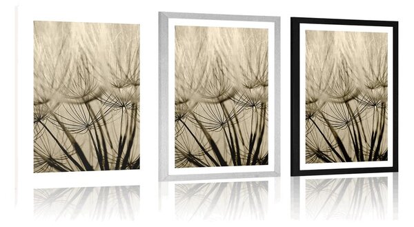Poster cu passepartout semințe de păpădie în design sepia