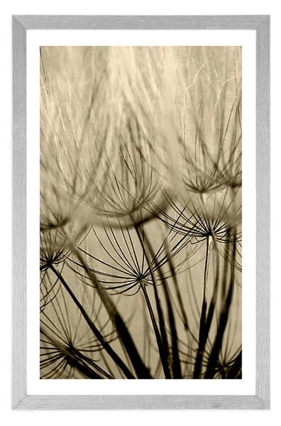 Poster cu passepartout semințe de păpădie în design sepia