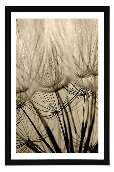 Poster cu passepartout semințe de păpădie în design sepia