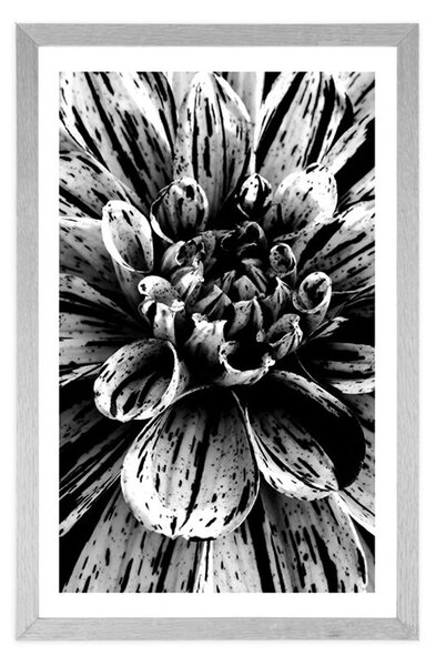 Poster cu passepartout dalie exotică în design alb-negru