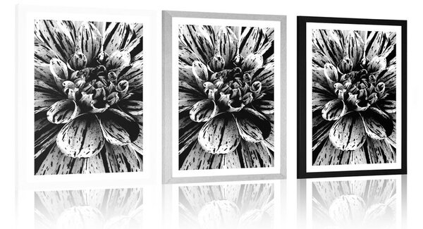Poster cu passepartout dalie exotică în design alb-negru