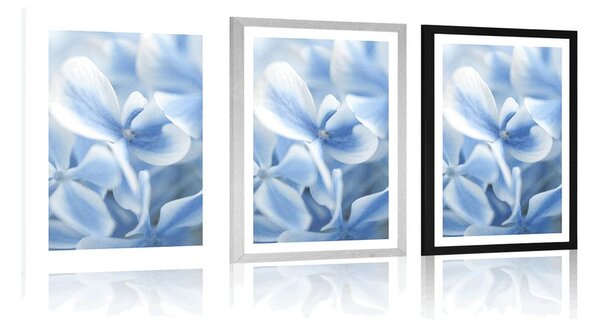 Poster cu passepartout flori de hortensie în alb-albastru