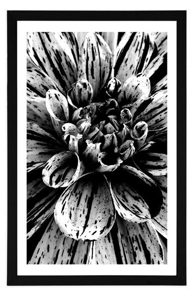 Poster cu passepartout dalie exotică în design alb-negru