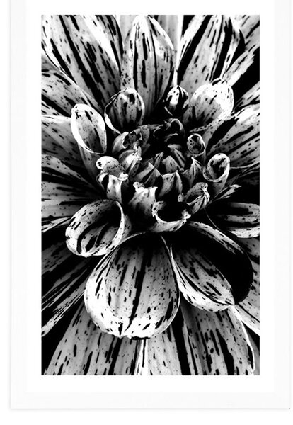 Poster cu passepartout dalie exotică în design alb-negru