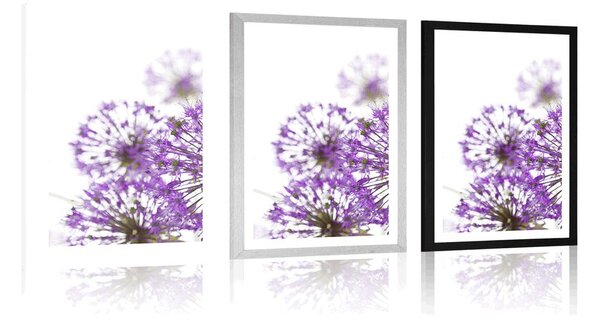 Poster cu passepartout flori violete de usturoi înfloritoare