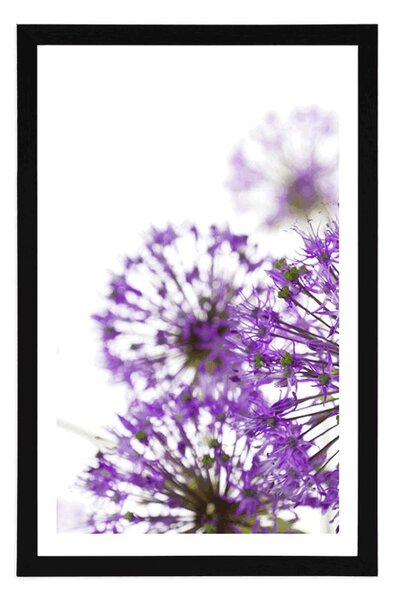 Poster cu passepartout flori violete de usturoi înfloritoare