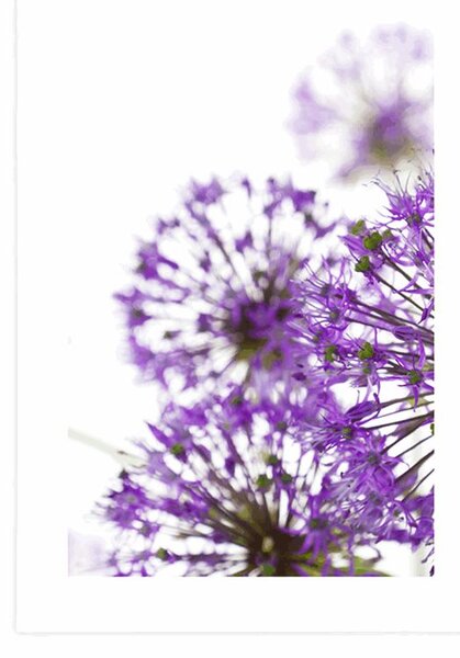 Poster cu passepartout flori violete de usturoi înfloritoare