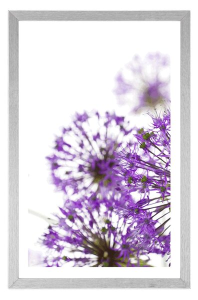 Poster cu passepartout flori violete de usturoi înfloritoare