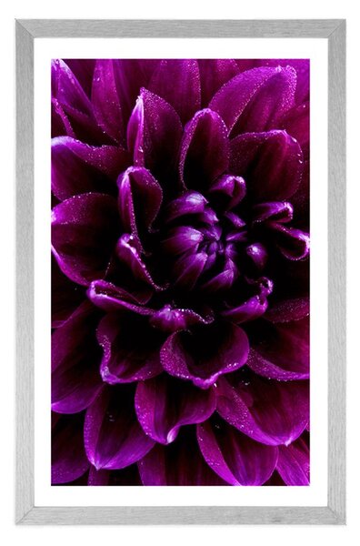 Poster cu passepartout floare purpuriu-violetă