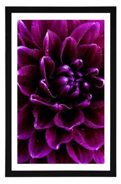Poster cu passepartout floare purpuriu-violetă