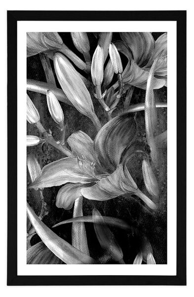 Poster cu passepartout înflorirea crinului în design alb-negru