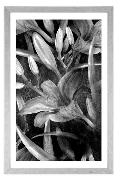 Poster cu passepartout înflorirea crinului în design alb-negru