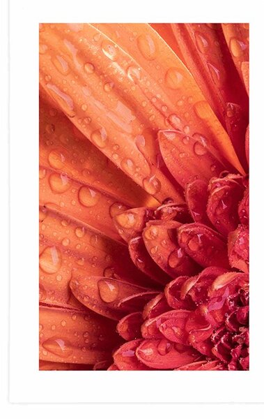 Poster cu passepartout gerbera portocalie cu picături de apă