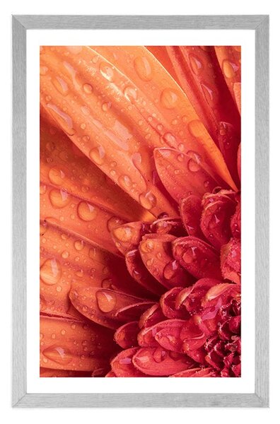 Poster cu passepartout gerbera portocalie cu picături de apă