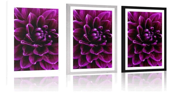 Poster cu passepartout floare purpuriu-violetă