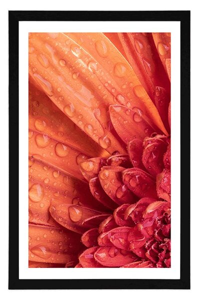 Poster cu passepartout gerbera portocalie cu picături de apă