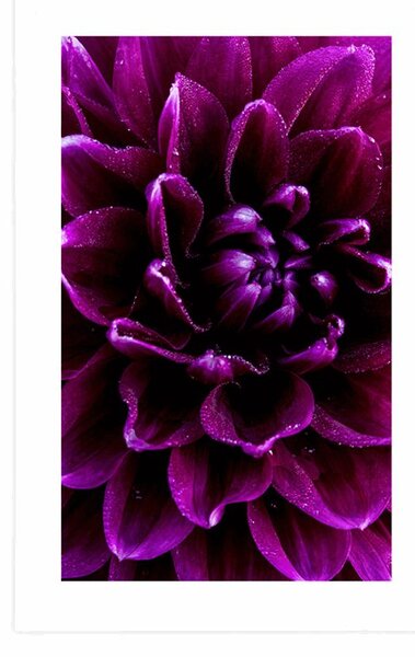 Poster cu passepartout floare purpuriu-violetă