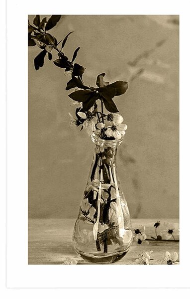 Poster cu passepartout crenguță de cireș într-o vază în design sepia
