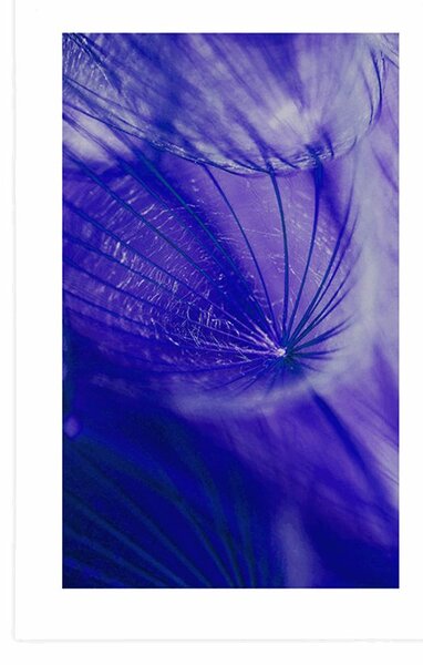 Poster cu passepartout păpădie frumoasă în design violet