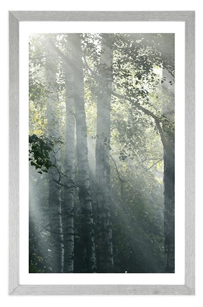 Poster cu passepartout razele de soare în pădurea cețoasă