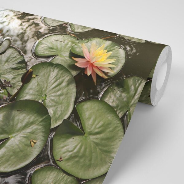 Fototapet floare de lotus în grădină