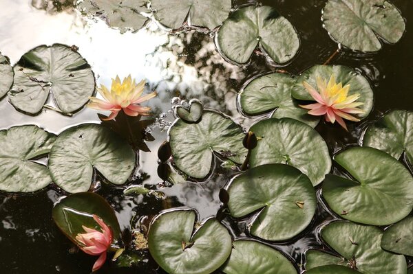 Fototapet floare de lotus în grădină