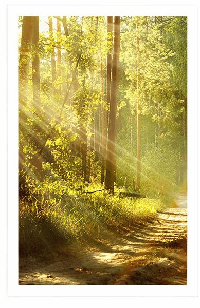 Poster cu passepartout razele de soare în pădure