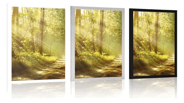 Poster cu passepartout razele de soare în pădure