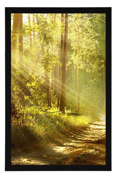 Poster cu passepartout razele de soare în pădure