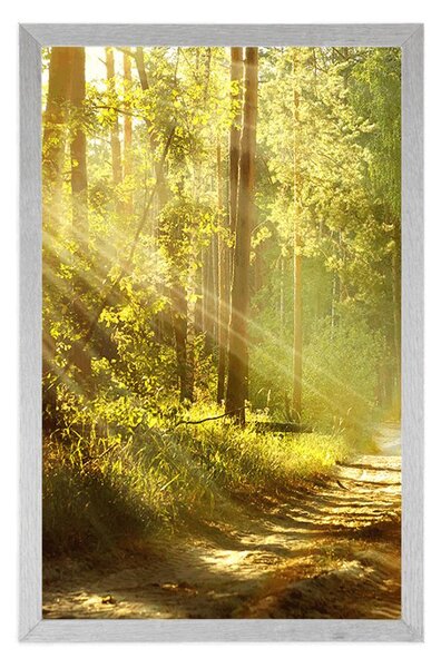 Poster cu passepartout razele de soare în pădure