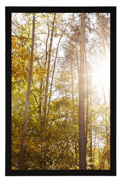 Poster pădure în culori de toamnă