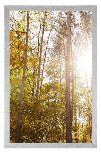 Poster pădure în culori de toamnă